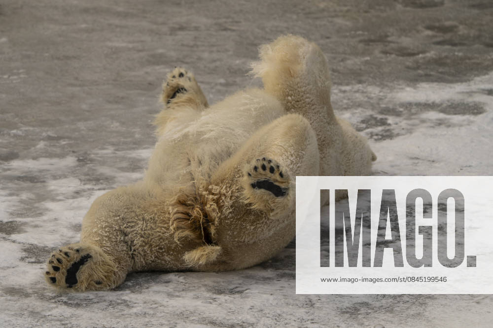 The polar bears Ursus maritimus at Tierpark Berlin Friedrichsfelde are visibly at ease in temperatures of around minus ten degrees Celsius