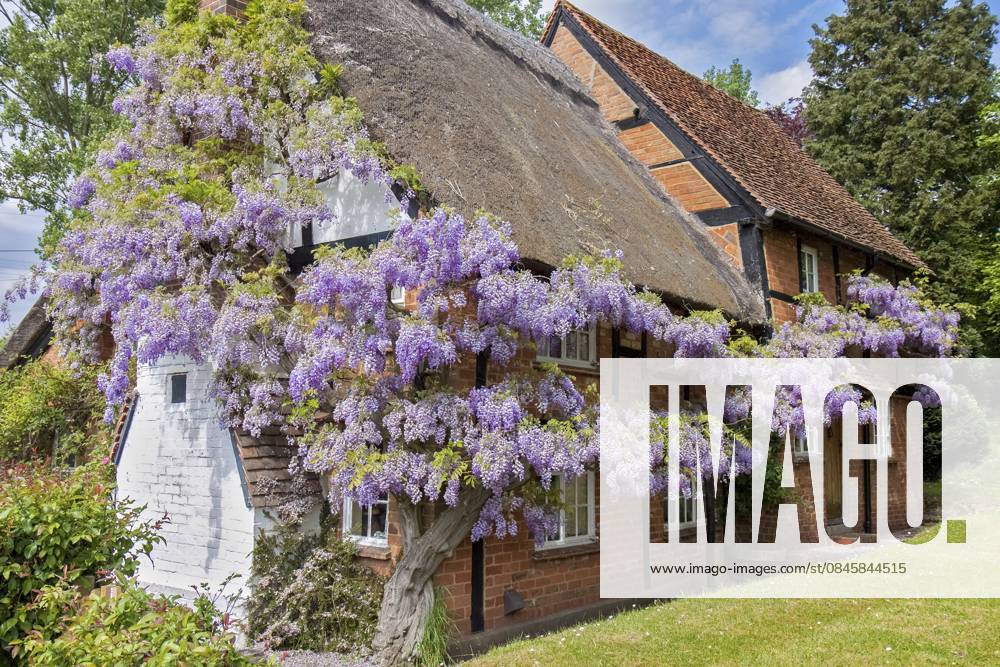 Wisteria Covered Cottage, Berkshire, Großbritannien Wisteria Covered Cottage Berkshire UK