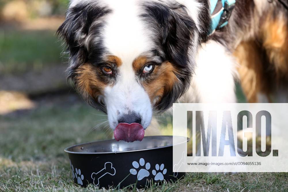 Summer in the Siegerland a hot summer day is coming to an end Dog Australian Shepherd drinks water in the garden from his water bowl summer in Siegerland on 24 07 2018 in Siegen Germany