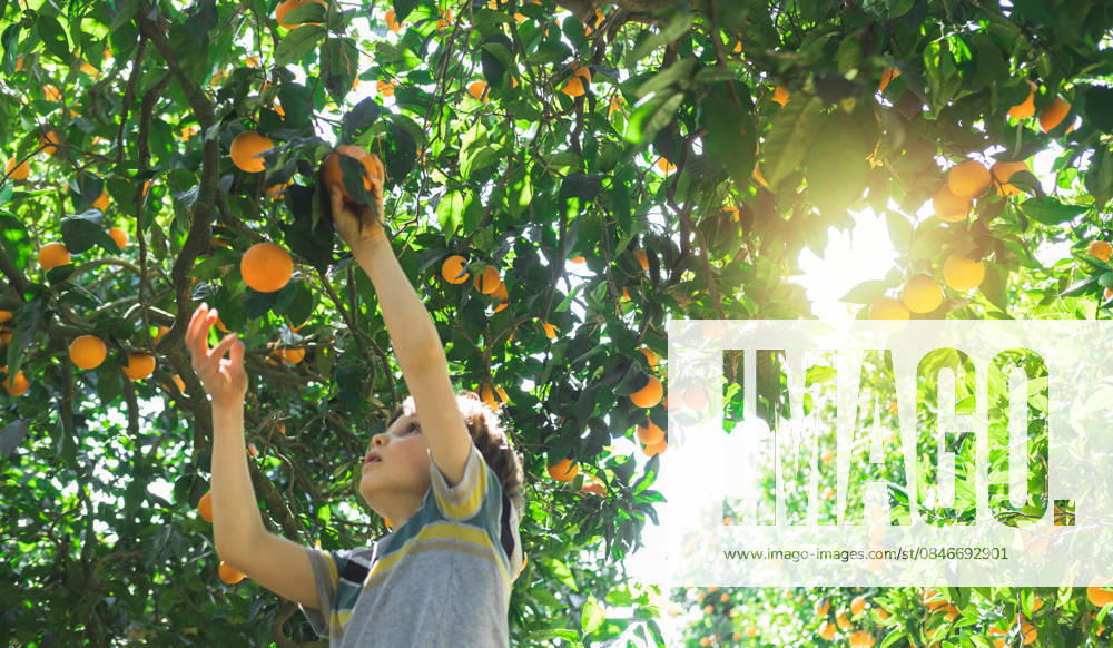 Der Junge greift nach einem Zweig mit leuchtenden Orangen. The boy reaches for a branch with bright oranges. A happy child picks oranges in the garden. Delicious and ripe citrus fruits at harvest time. Orange harvest season in Turkey. (License=RF) ,model released, Symbolfoto