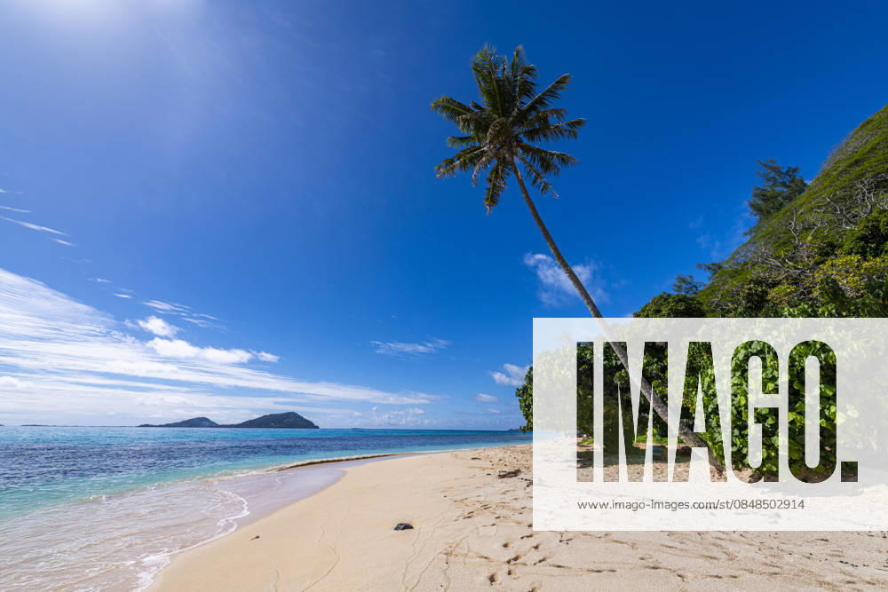 Tropical white sand beach with palm tree in Rikitea, Mangareva, French Polynesia, RUNF05100