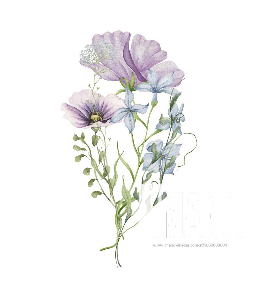 Aquarell Mohnstrauß. Wildblumenarrangement lila Mohnblumen mit Blau, vergiß mich nicht. Sommerliche Blumenkomposition Watercolor poppy bouquet. Wildflowers arrangement purple poppy flowers with blue forget me not. Summer floral composition
