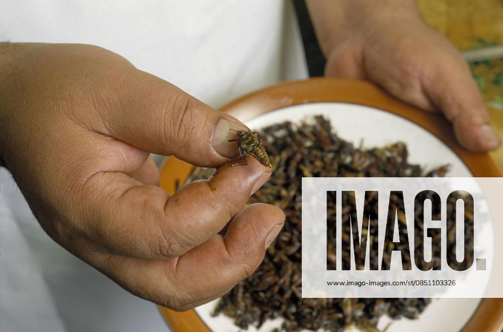 Scenes of Mexico Mar 09, 2003; Acapulco, Guerrero, MEXICO; A cook holds up an edible grasshopper he has just fried in oil. The insects are eaten in many parts of Mexico as a delicacy..
