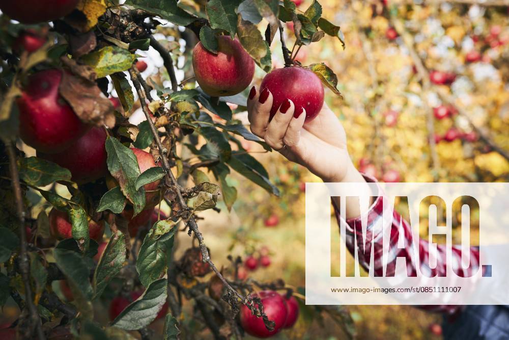 Frau pflückt reife Äpfel auf dem Bauernhof. Landwirt schnappt Äpfel vom Baum im Obstgarten. Frische, gesunde Früchte, die in der Herbstsaison gepflückt werden können. Landwirtschaftliche Industrie. Erntezeit auf dem Land Woman picking ripe apples on farm. Farmer grabbing apples from tree in orchard. Fresh healthy fruits ready to pick on fall season. Agricultural industry. Harvest time in countryside