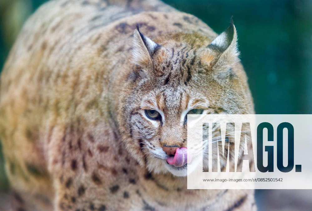 Lynx Stepan lives in an enclosure at the Kyiv Zoo, Kyiv, Ukraine, April 2, 2026. The feline became a social media star because of his appearance. Experts explain that the eight-year-old predator, rescued in 2024, spent most of his life in cages in restaurants, cafes, and private homes. This is likely the reason for his excess weight, which is difficult to reduce due to the animal’s health and age. His condition is now constantly monitored by zoo employees and veterinarians, who provide individual care. (Photo by Kyrylo Chubotin Ukrinform) Lynx Stepan at Kyiv Zoo