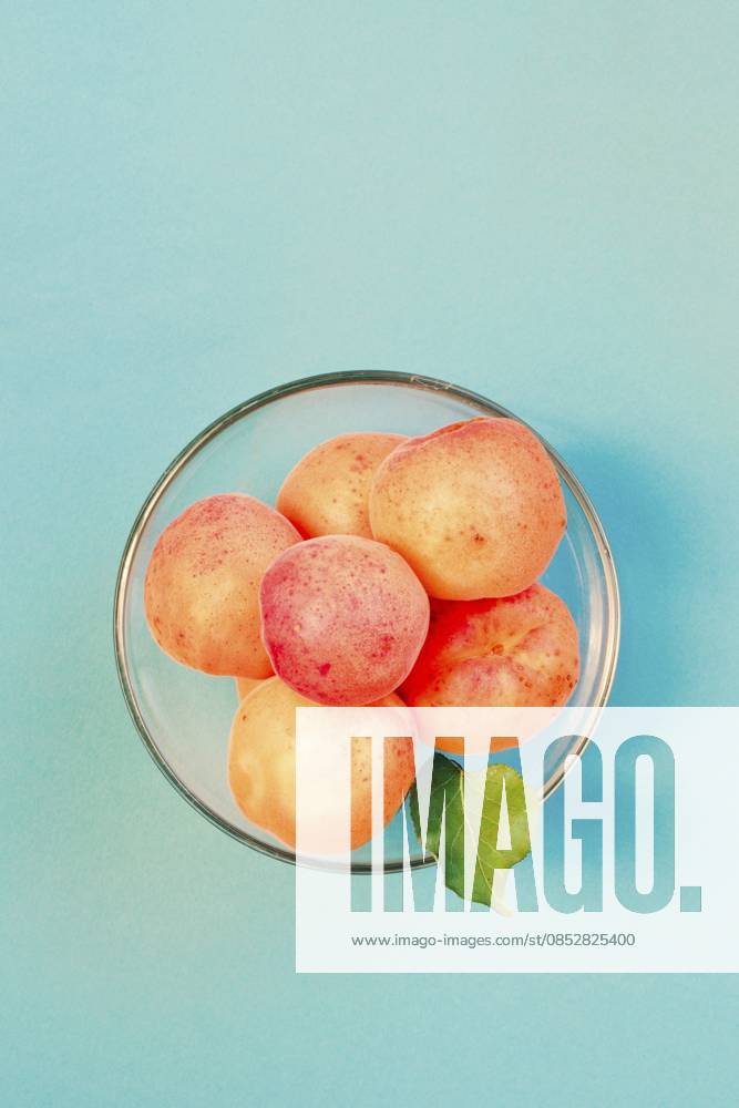 Frische Aprikosen, direkt vom Baum im Garten gepflückt, in einer Schale auf schlichtem blauem Hintergrund Fresh apricots picked straight from tree in the garden in bowl on plain blue background
