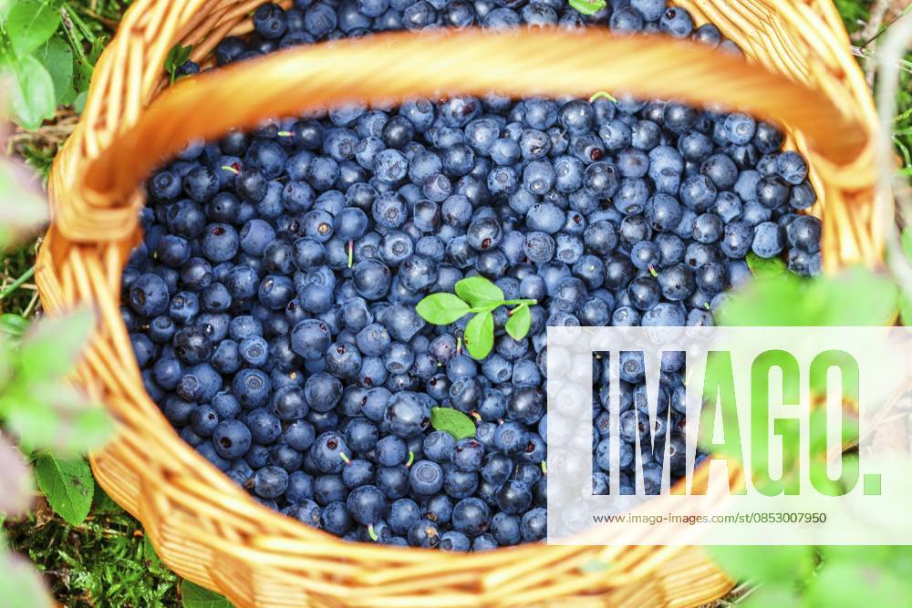 Food, Frische wilde Blaubeeren in einem Weidenkorb im Sommerwald. Selektiver Fokus Food, Fresh wild blueberries in a wicker basket in the summer forest. Selective focus