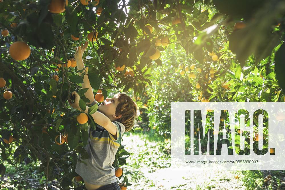 Der Junge greift nach einem Ast mit leuchtenden Orangen. Ein glückliches Kind pflückt Orangen im Garten. Köstliche und reife Zitrusfrüchte zur Erntezeit. Erntezeit für Orangen in der Türkei The boy reaches for a branch with bright oranges. A happy child picks oranges in the garden. Delicious and ripe citrus fruits at harvest time. Orange harvest season in Turkey