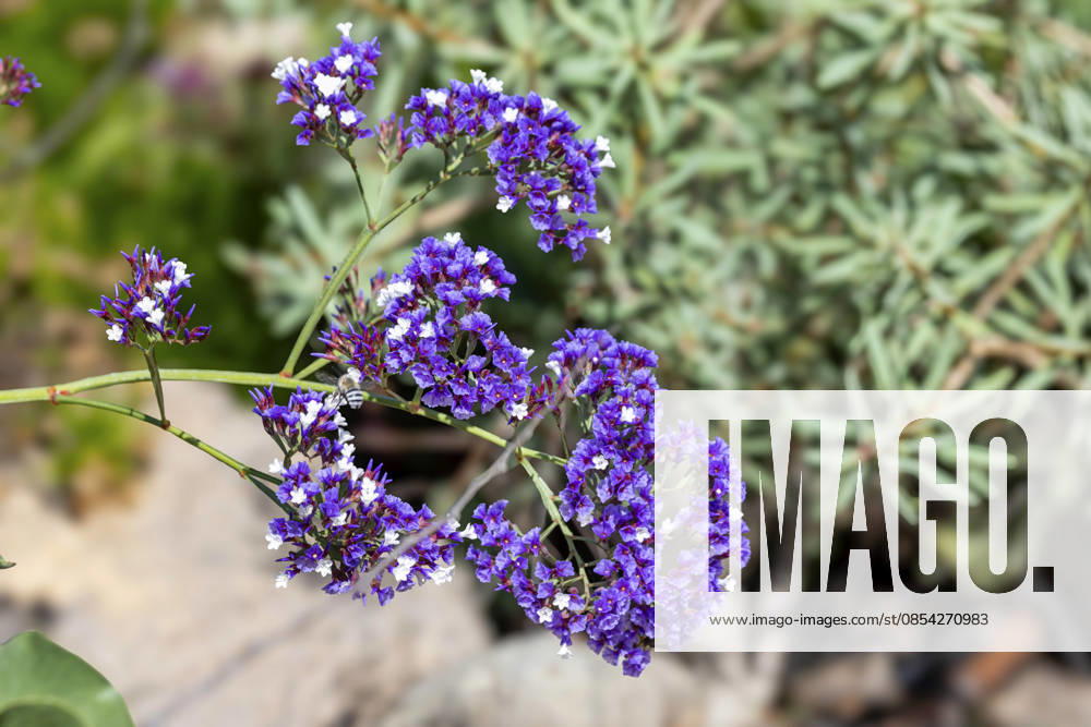Hoeckeriger Beach lilac Limonium tuberculatum , Flower stand, Canary Islands, Gran Canaria, Maspalomas Sea Lavender Limonium tuberculatum , inflorescence, Canary Iceland, Gran Canaria, Maspalomas BLWS746176