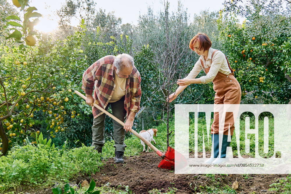 Couple gardening together planting a young tree in home garden model released, Symbolfoto property released, CATF00904