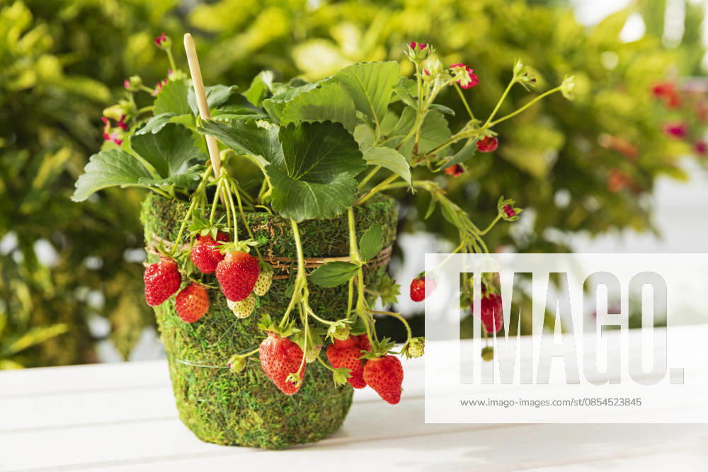 Ripe strawberries growing in mossy pot for urban balcony gardening property released, GWF08474