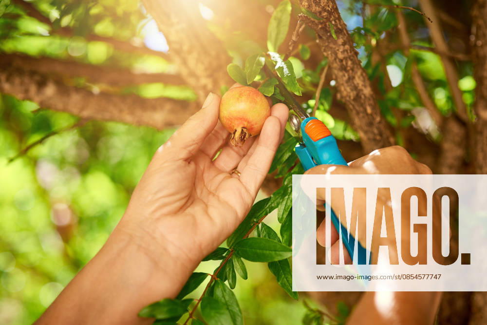Pomegranates ripe for the picking. a woman picking pomegranates from a tree (License=RF) ,model released, Symbolfoto