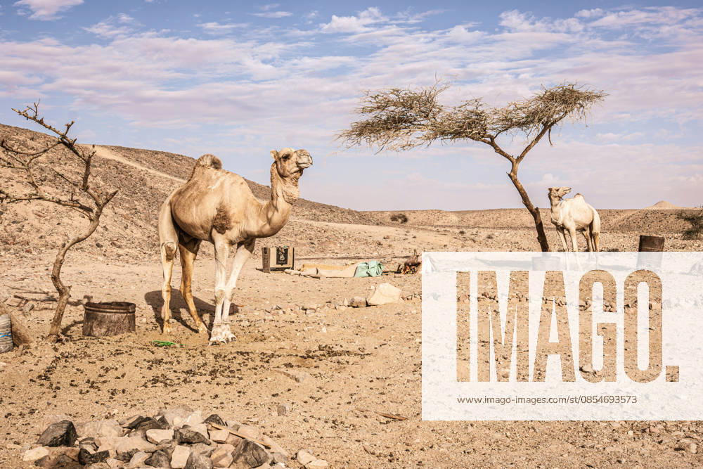 Dromedary camels standing by sparse acacia trees across a dry, sunlit bedouin desert near marsa alam, egypt, evoking arid wilderness, travel and survival Camels standing in marsa alam egyptian desert landscape