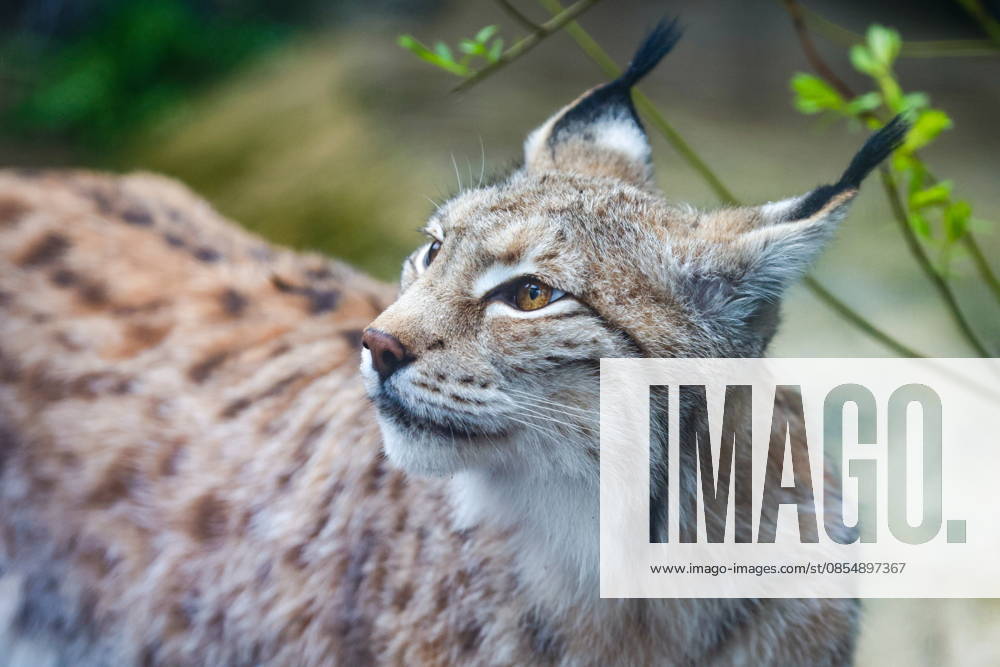 RUSSIA, MOSCOW - APRIL 27, 2026: A lynx is seen at the Moscow Zoo Moscow Russia - ZUMAt113 20260427_zaa_t113_418
