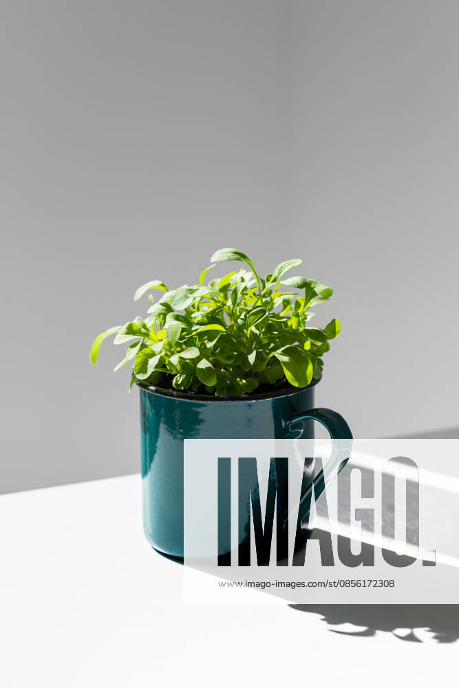Junge Rucola-Sprossen in einer grünen Metalltasse im Sonnenlicht. Eine Pflanze voller neues Leben. Young sprouts seedlings arugula in a metal green mug in sunlight. New life plant. (License=RF)