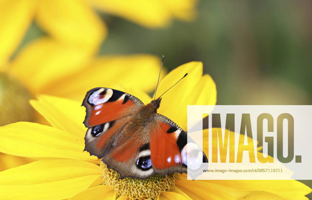 Tagpfauenauge Inachis io, Nymphalis io, Aglais IO , sits at a Sun hat, Rudbeckia, Germany, Mecklenburg Western Pomerania Peacock butterfly, European Peacock Inachis io, Nymphalis io, Aglais IO , Sitting ON a rudbeckia, Germany, Mecklenburg Western Pomerania BLWS748044