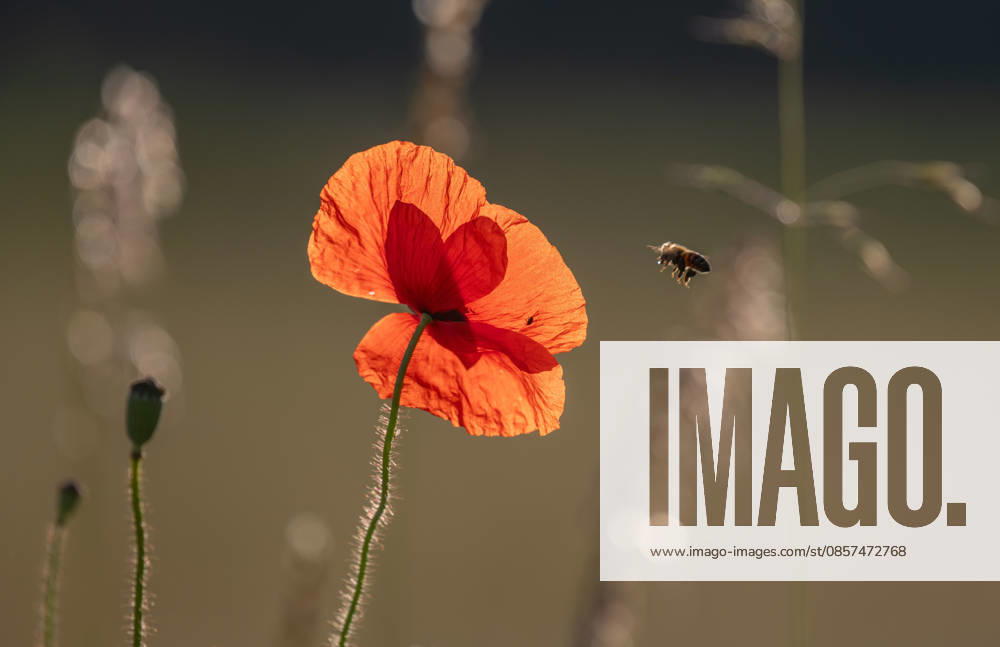 Rote Mohnblumen locken an sonnigen Tagen Bienen auf die Felder Red poppy stands alone in field. Bee lands on flower. Sky is clear and sun shines on natural scene. Bas Rhin, Alsace, France, Europe. (License=RF)