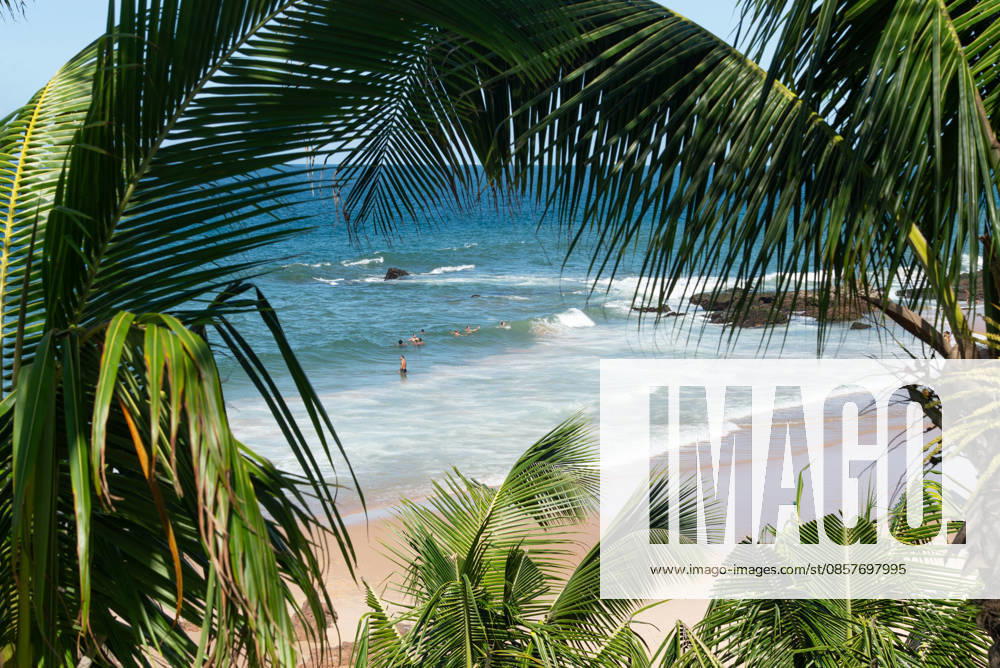 Green coconut palm leaves in the foreground with bathers enjoying the ocean waves in the background in Bahia, Brazil. Salvador Bahia Brazil