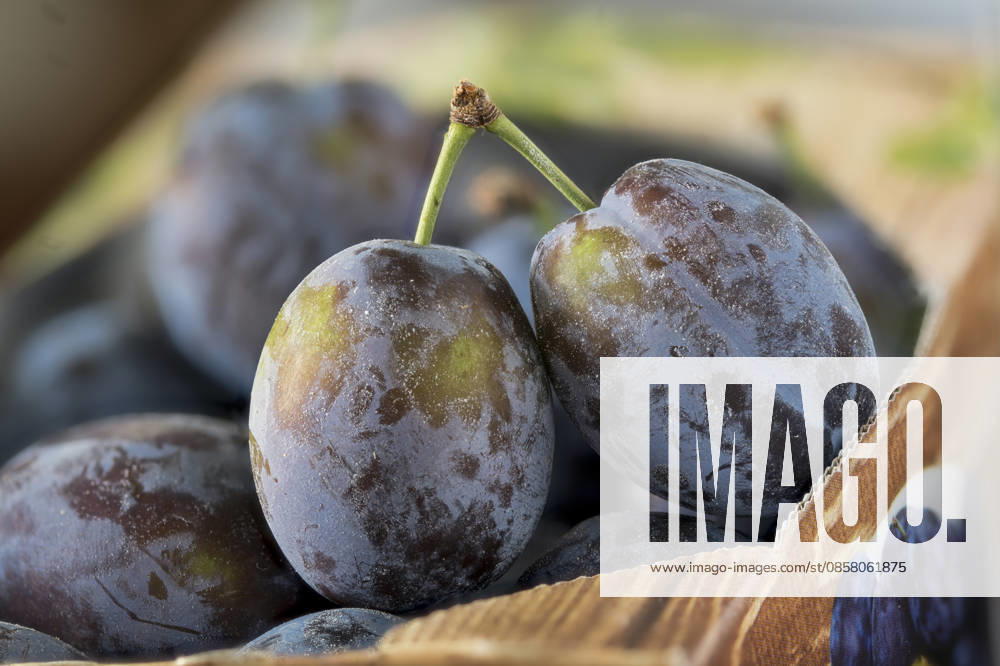 IMAGO Creative, Jahreszeit Sommer, Food, Pflaume pflaume,pflaumen,quetsche,quetschen,zwetsche,zwetschen,zwetschge,zwetschgen,zwetschke,zwetschken ** plum,plums 2yo-hnu
