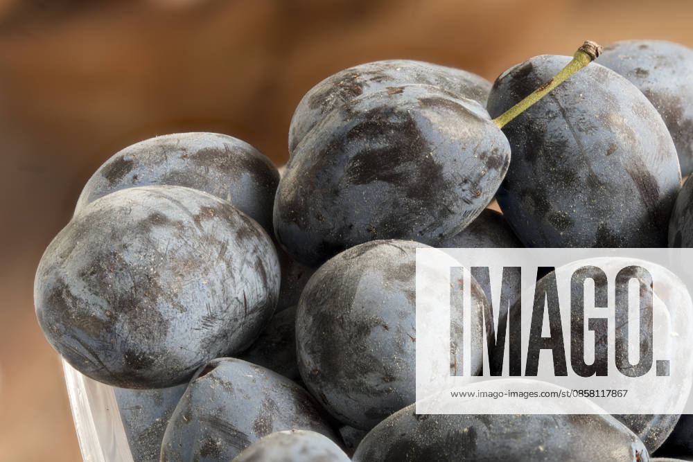 IMAGO Creative, Jahreszeit Sommer, Food, Pflaume pflaumen,zwetschgen,pflaume,zwetschge,zwetsche,zwetschen,zwetschke,zwetschken ** plums,plum 2yo-huf