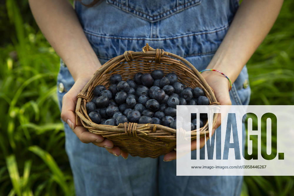 Farmer holding basket of fresh blueberry in summer garden model released, Symbolfoto, LVF09742