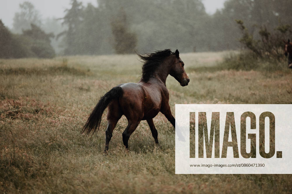 IMAGO Creative, Jahreszeit Sommer, Regen, Sommerregen Brown horse running through the rain on a summer field Dronningmølle, Denmark CR_CHBW260629A-2071357-01