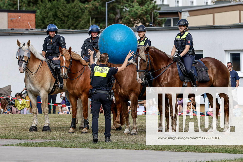 75th Anniversary of the Federal Police: Community Festival Hosted by the Hanover Federal Police Headquarters; Demonstration of service horses from the Hanover Police Mounted Unit and their training; training and acclimatization to thrown balls; Hanover Federal Police Headquarters, Lower Saxony, Hanover Region, Germany