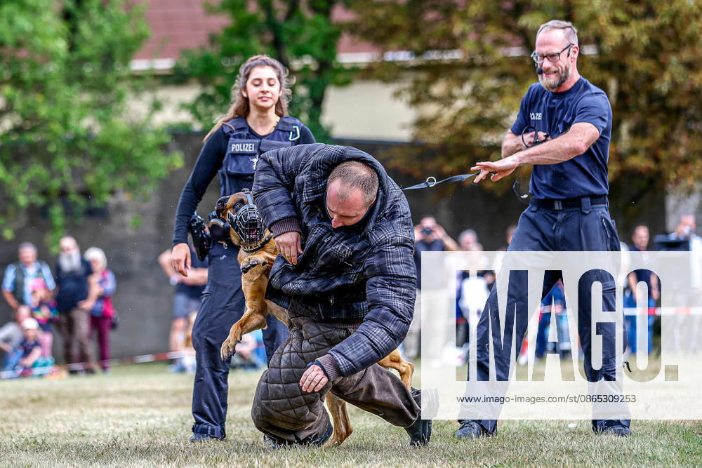 75 Years of the Federal Police: Community Festival Hosted by the Federal Police Headquarters in Hanover; Police Dog Demonstration by Clint; The police dog subdues an attacking suspect; Hanover Federal Police Headquarters, Hanover, Lower Saxony, Hanover Region, Germany