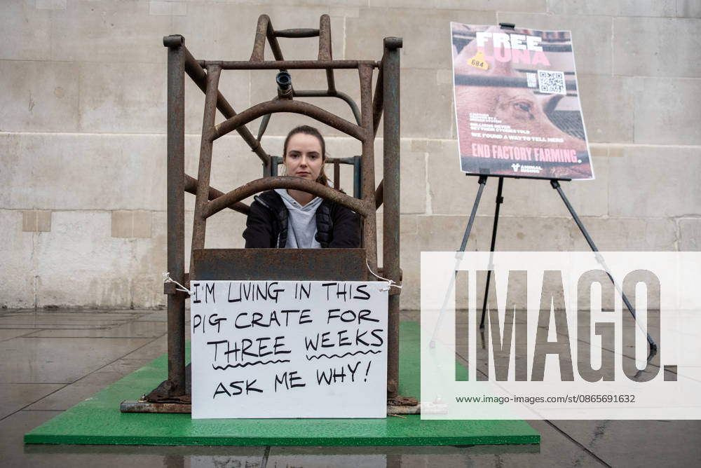 End Factory Farming in London, UK - 02 Sep 2026 Animal rights activist, Michelle Farnham looks into the camera as she spends her second day in the cage outside the National Gallery at the Trafalgar Square in London. Animal Rising organisation staged a campaign for three weeks with a supporter Michelle Farnham who will live, eat and sleep in a pig farrowing crate at the Trafalgar Square in London, UK. Animal Rising organisation campaigns to end factory farming by 2040 because of the animal cruelties and serious health issues of the animals in these farms. Also the health affect at nearby population around these farms. London United Kingdom