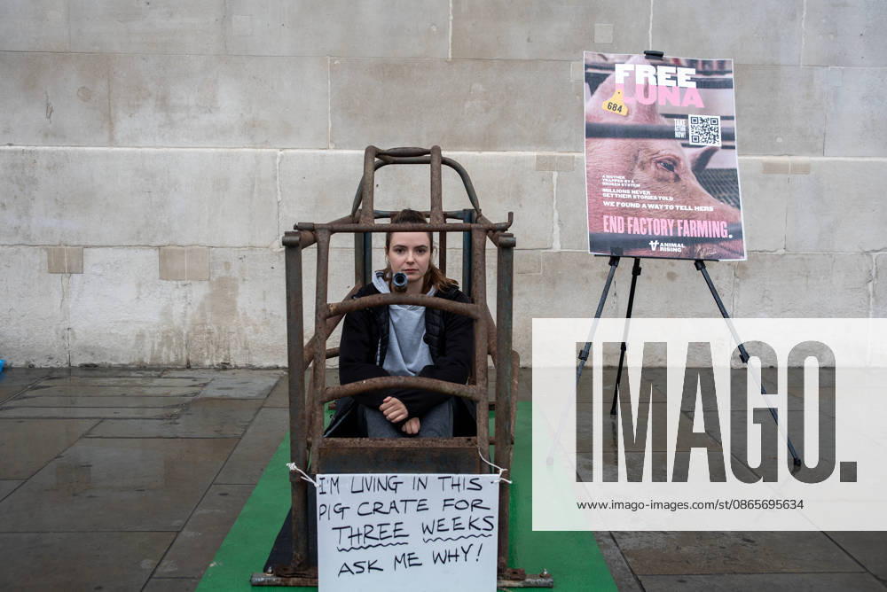 Animal rights activist, Michelle Farnham looks into the camera as she spends her second day in the cage outside the National Gallery at the Trafalgar Square in London. Animal Rising organisation staged a campaign for three weeks with a supporter Michelle Farnham who will live, eat and sleep in a pig farrowing crate at the Trafalgar Square in London, UK. Animal Rising organisation campaigns to end factory farming by 2040 because of the animal cruelties and serious health issues of the animals in these farms. Also the health affect at nearby population around these farms. London United Kingdom - ZUMAs197 20260902_aaa_s197_160