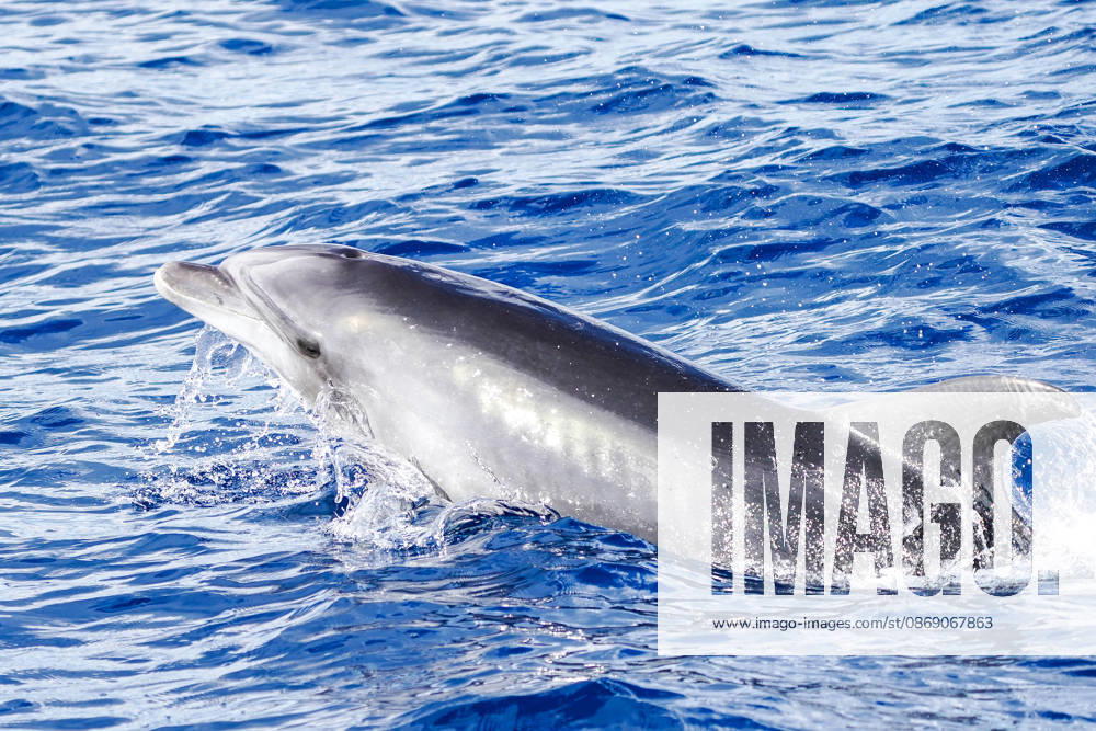Dolphins in the Mediterranean Sea south of Mallorca near Paguera, October 9, 2026—Mallorca Dolphin Tour in the Mediterranean Sea near Paguera