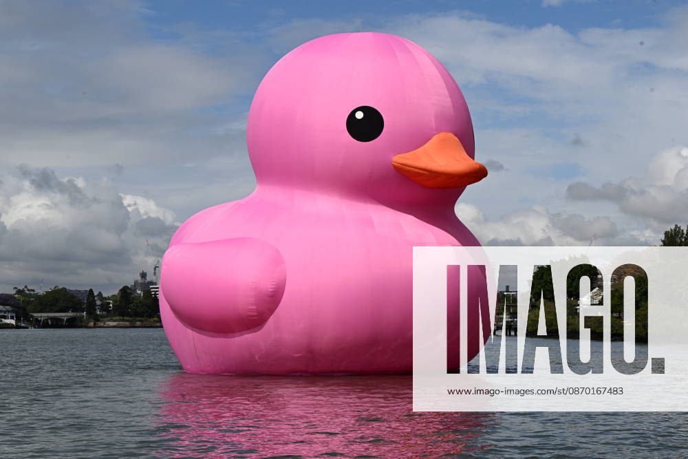 MELT FESTIVAL 2026, A 15-metre, five-storey-high pink Rubber Duck by artist Florentijn Hofman is seen floating on the Brisbane River during the official opening day media call for Melt Festival 2026 at New Farm Park River Hub in Brisbane, Wednesday, October 21, 2026. Melt Festival 2026 returns to Brisbane from 21 October to 8 November 2026 to celebrate Queer arts and culture. ( NO ARCHIVING BRISBANE QUEENSLAND Australia