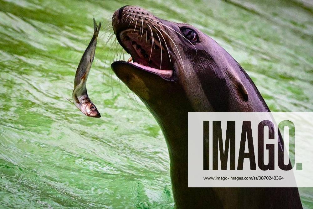 Enjoy Your Meal: Feeding Time at the Zoo ** FOR ** **Animals at the zoo eating, sea lions, photographed on October 21, 2026, in Berlin, Berlin, Berlin, Berlin. Copyright MaurizioxGambarini
