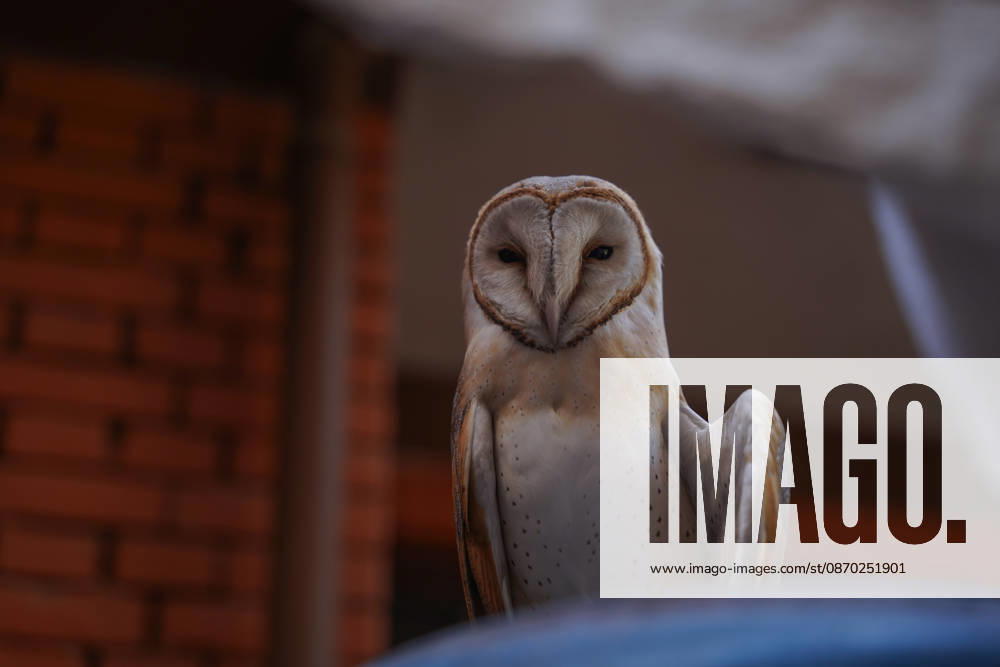 A barn owl (Tyto alba) with one wing hanging lower than the other perches on a table at a residential property in Kathmandu, Nepal. The owl s distinctive heart-shaped facial disc, pale underside and brown-speckled plumage are visible. The bird appears unable to keep its wings symmetrical, which suggests it may have sustained an injury. Kathmandu Nepal - ZUMAa308 20261021_znp_a308_015
