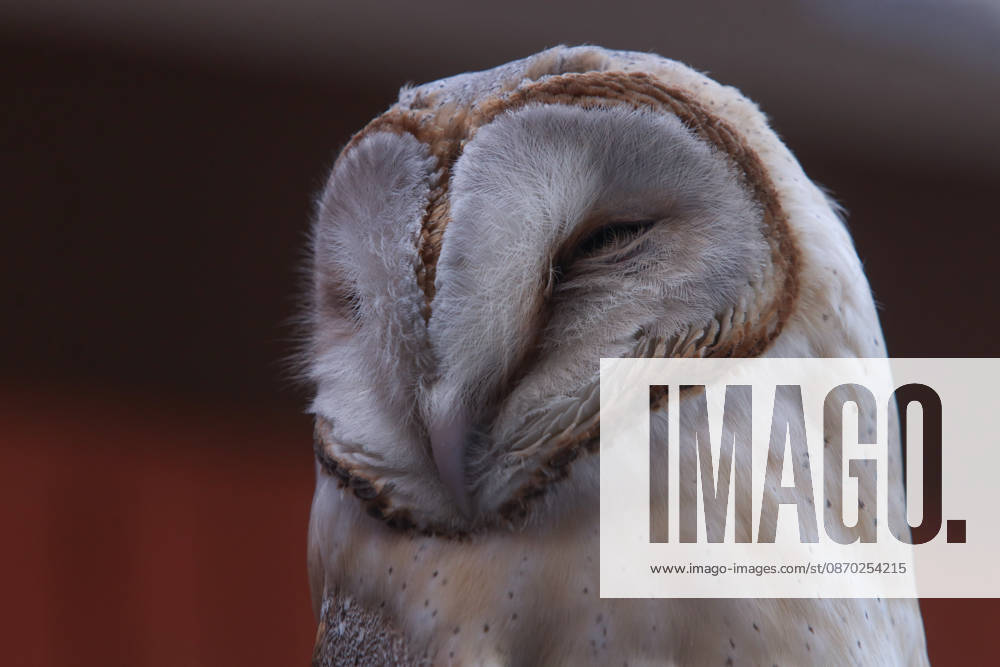 A barn owl (Tyto alba) is pictured in a residential setting in Kathmandu, Nepal. The owl s distinctive heart-shaped facial disc and brown-and-white plumage are visible in a close-up photograph. Kathmandu Nepal - ZUMAa308 20261021_znp_a308_032
