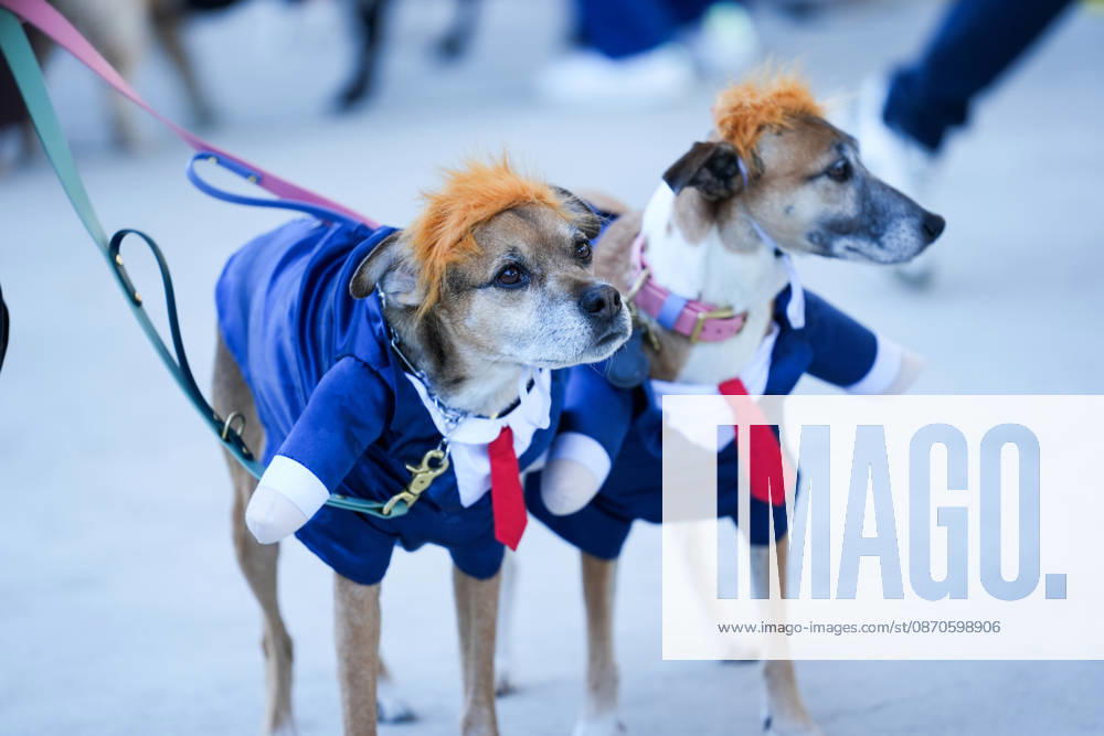 Howl oween Festival in Toronto TORONTO, CANADA - OCTOBER 24 : Dogs dressed in Halloween costumes are seen at the Bentway Howl oween festival in Toronto, Ontario, Canada on October 24, 2026. Dogs dressed in Halloween costumes competed in parade followed by prize ceremony. Mert Alper Dervis Anadolu Toronto Canada. Editorial use only. Please get in touch for any other usage.