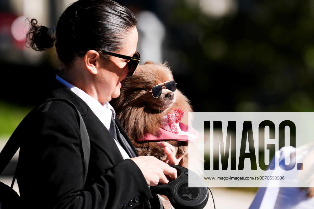 Howl oween Festival in Toronto TORONTO, CANADA - OCTOBER 24 : Dogs dressed in Halloween costumes are seen at the Bentway Howl oween festival in Toronto, Ontario, Canada on October 24, 2026. Dogs dressed in Halloween costumes competed in parade followed by prize ceremony. Mert Alper Dervis Anadolu Toronto Canada. Editorial use only. Please get in touch for any other usage.