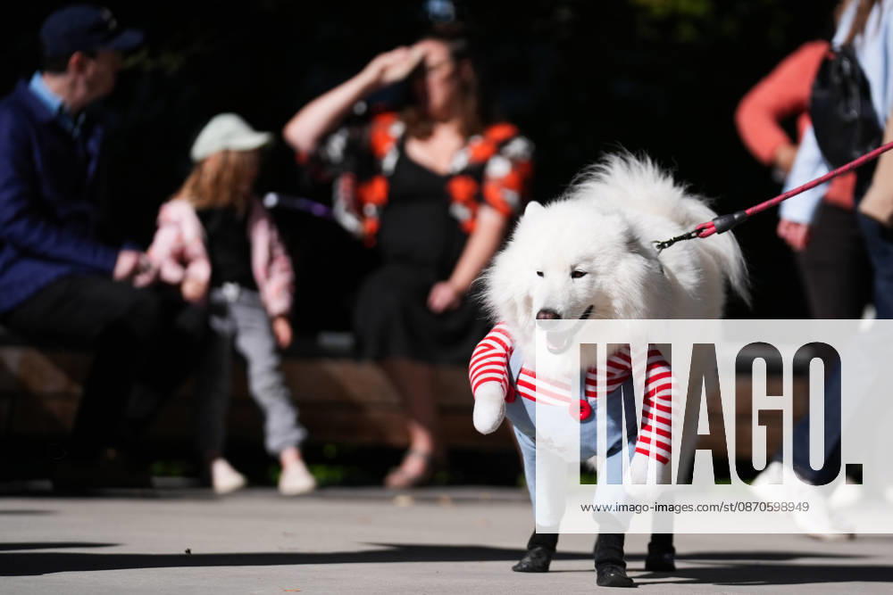 Howl oween Festival in Toronto TORONTO, CANADA - OCTOBER 24 : Dogs dressed in Halloween costumes are seen at the Bentway Howl oween festival in Toronto, Ontario, Canada on October 24, 2026. Dogs dressed in Halloween costumes competed in parade followed by prize ceremony. Mert Alper Dervis Anadolu Toronto Canada. Editorial use only. Please get in touch for any other usage.
