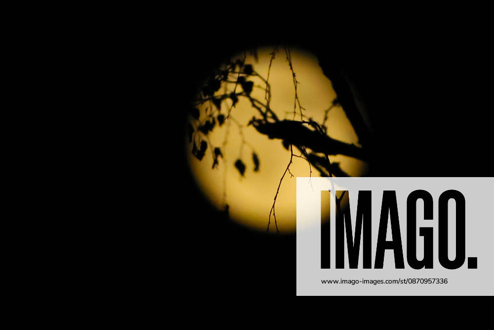 Full Moon; the photo shows branches against the full moon