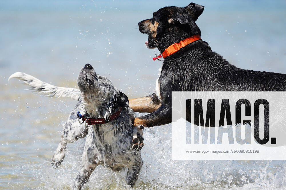 HOT WEATHER MELBOURNE, Dogs play in the water at St Kilda beach during hot weather in Melbourne, Friday, December 20, 2019. Victoria faces a scorching summer day with temperatures well into the 40s with Melbourne forecast for hottest day since Black Saturday in 2009. ( NO ARCHIVING, , NO USE IN BOOKS WITHOUT CONSENT MELBOURNE VIC AUSTRALIA