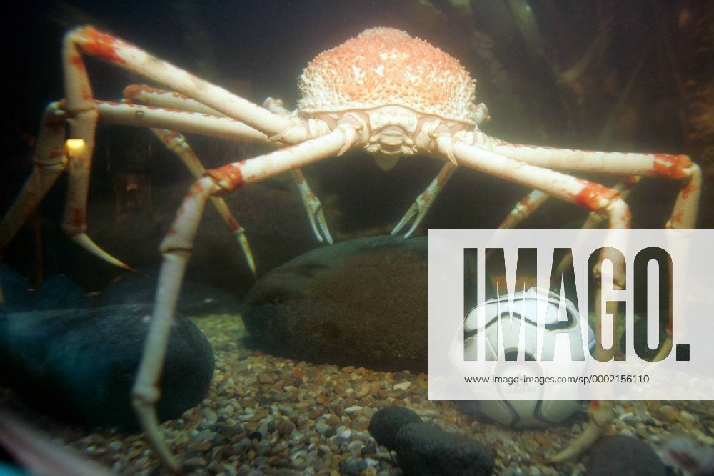 Die japanische Riesenkrabbe Talahara zeigt ihre fußballerischen