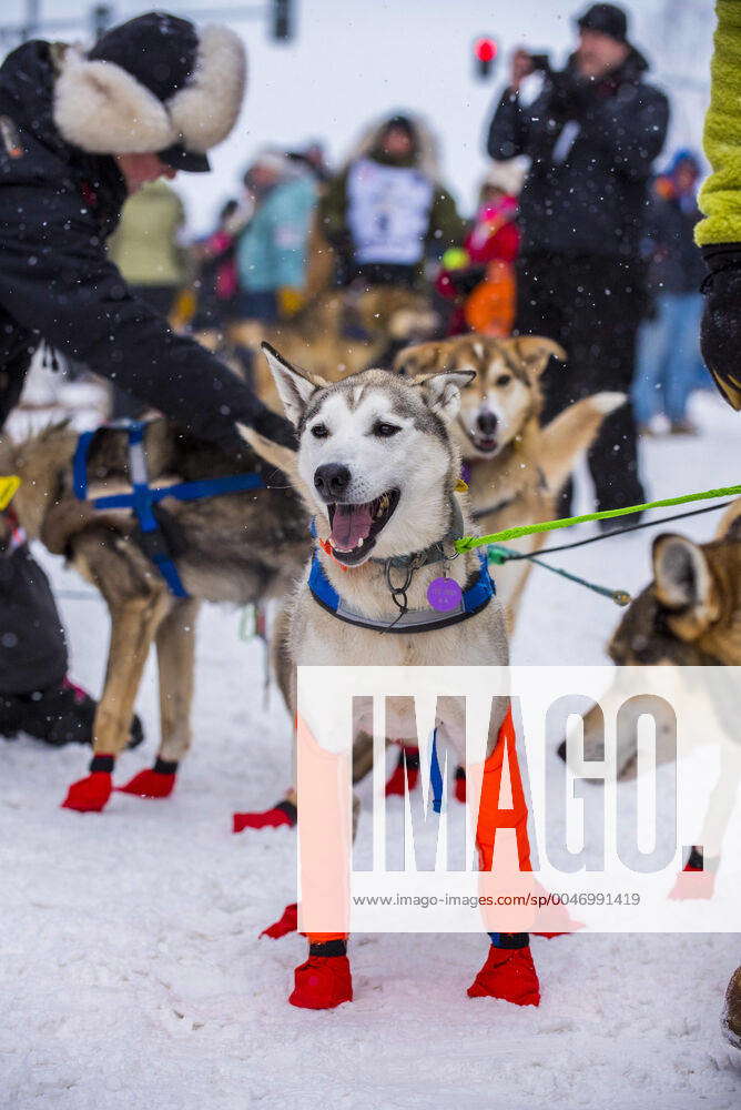 Iditarod booties outlet