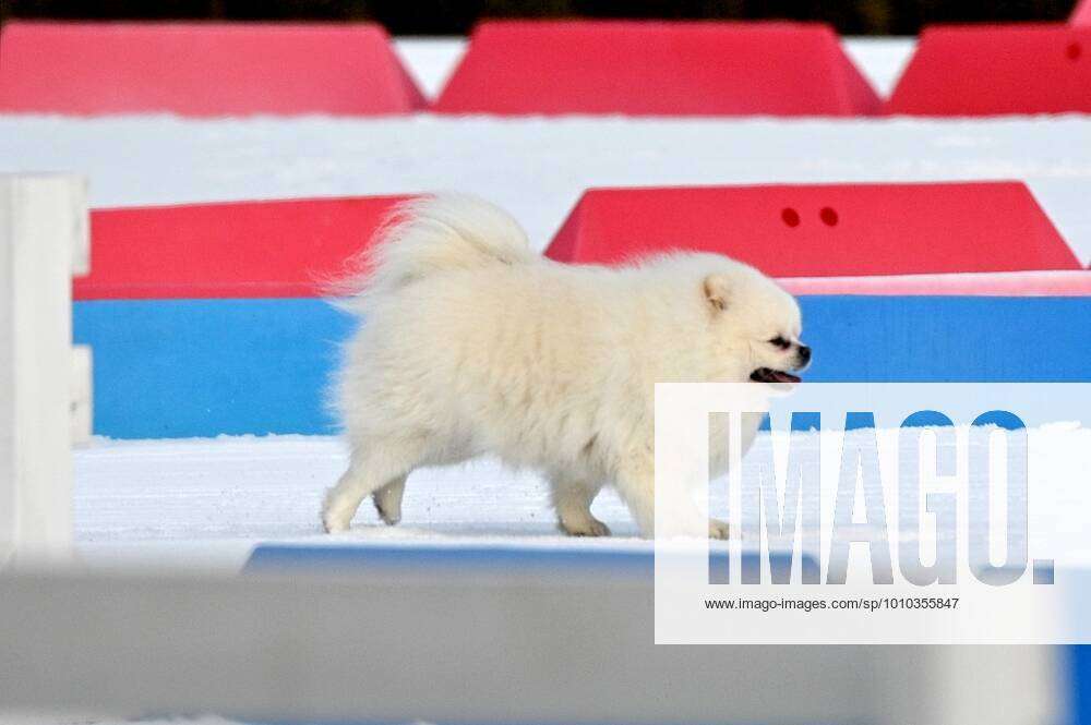 Pomeranian in a Dog Show Competition in 2022