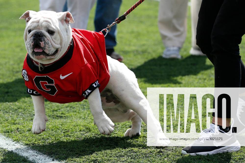 Syndication: Online Athens UGA mascot Uga XI Boom during the UGA G-Day  spring football game