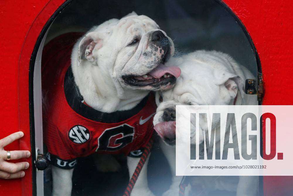 ATHENS, GA - APRIL 15: Que, also known as Uga X, looks over his shoulder as  Boom, or Uga XI, comes onto the field during the retirement ceremony for Uga  X and