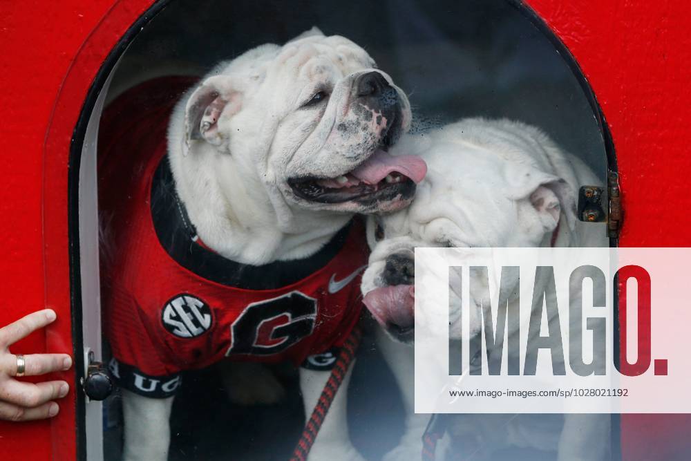 Boom introduced as UGA's new mascot 