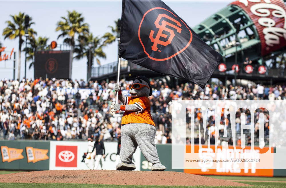 San Francisco, CA: San Francisco Giants mascot Lou Seal looks on