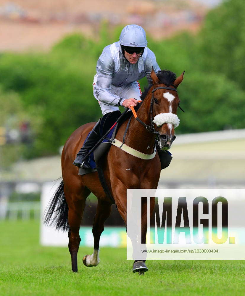 Newtown Races England Newton Abbot Races, Newton Abbot, UK - 17 May 2023 Madame Pompadour ...