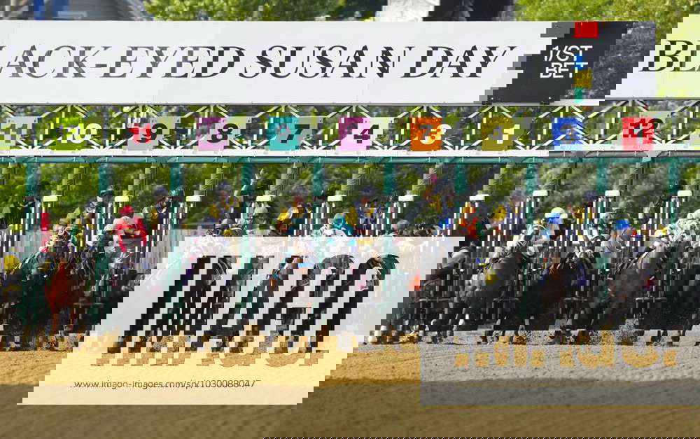 Horse Racing Black Eye Susan May 19, 2023; Baltimore, Maryland, USA