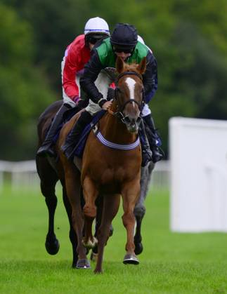 Newtown Races England Newton Abbot Races, Newton Abbot, UK - 11 Sept 2023 Bradford Lady ...